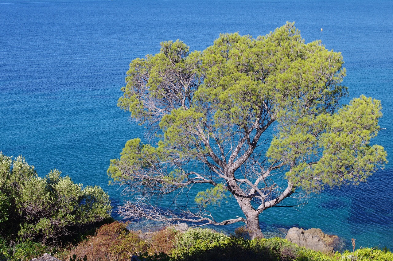 south france, sea, la croix valmer, nature, france, provence, côte d'azur, mediterranean, pine trees, côte d ' azur, heaven, blue, rock